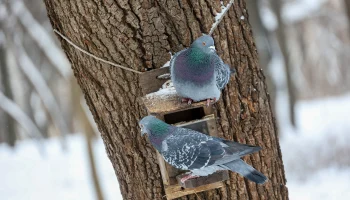 Численность голубей в Москве выросла в 40-50 раз за 70 лет