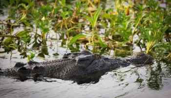 ABC: аллигатор покусал женщину во время прогулки на лодке во Флориде