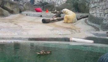 Утка подружилась с белым медведем в Московском зоопарке