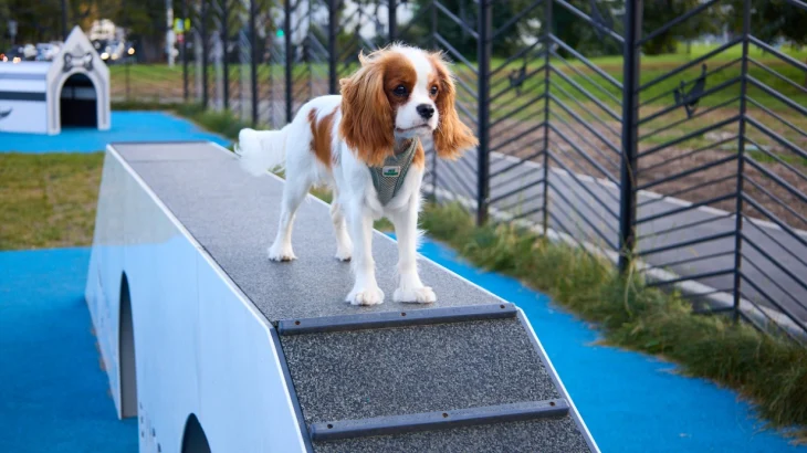 Семь собачьих площадок обустроили в Юго-Восточном округе столицы Семь собачьих площадок обустроили в Юго-Восточном округе столицы