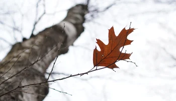Следы и кости нашли на месте исчезновения семьи Усольцевых