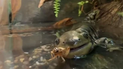 Эффектная: Московский зоопарк показал необычного представителя земноводных Эффектная: Московский зоопарк показал необычного представителя земноводных