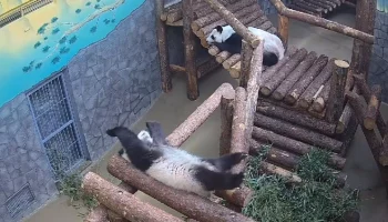 &laquo;Потягивается&raquo;: Московский зоопарк показал, как панда Катюша отходит ко сну