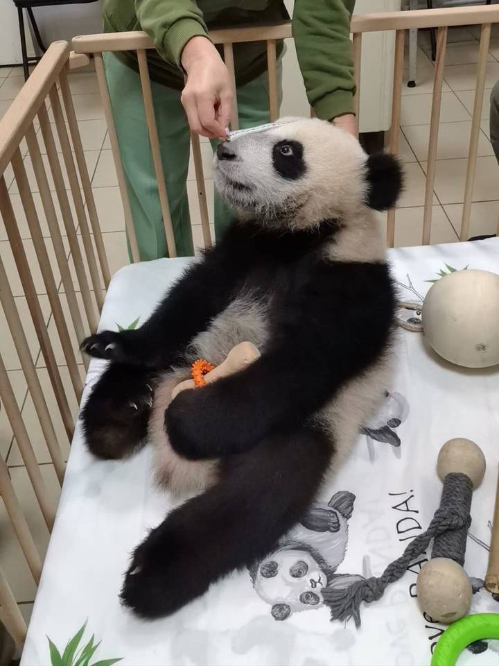 «Боевая дама»: вес панды Катюши из Московского зоопарка достиг 22 килограммов