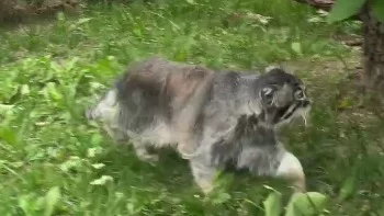 &laquo;Почти рысцой&raquo;: Московский зоопарк показал бегающего на улице манула Тимошу