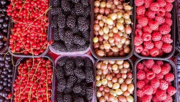 Черника, земляника, смородина и крыжовник появились на московских ярмарках