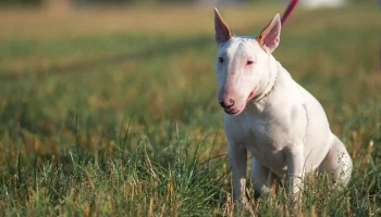 Дело возбуждено после нападения собаки на ребенка в Москве