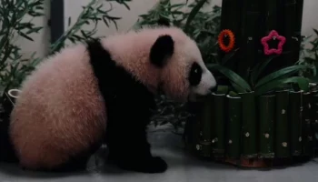 &laquo;Получила торт&raquo;: в Московском зоопарке поздравили Катюшу с Китайским Новым годом