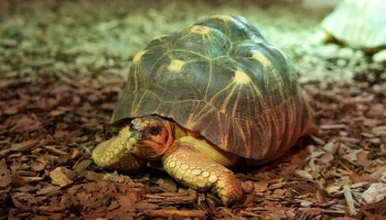 Три детеныша лучистой черепахи родились в Московском зоопарке