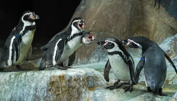 Трансляции из Московского зоопарка помогают сотрудникам сохранять редкие виды