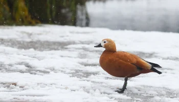 Синоптик Леус: Снегопад в Москве начал ослабевать