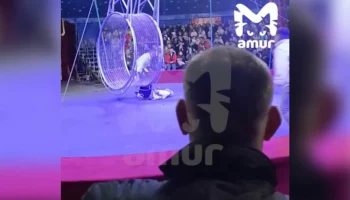 Артист цирка в Находке получил ушибы при падении с высоты – СМИ