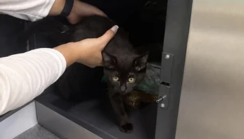 Котенка нашли запертым в камере хранения на Ленинградском вокзале Москвы