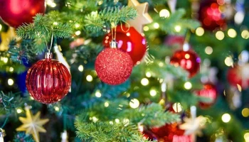 Экологично утилизировать новогодние елки поможет сервис "Вывоз ненужных вещей"