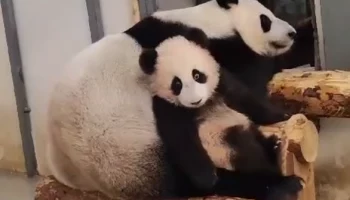 &laquo;С мамой помещаемся&raquo;: Московский зоопарк показал кадры отдыха Катюши с Диндин