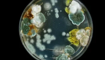 «Супергрибок» из Европы: что известно о новой инфекции, которая поражает ягодицы и пах