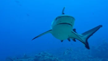 9News: инструктор по дайвингу чудом выжил, спасая девушку от акулы в Австралии