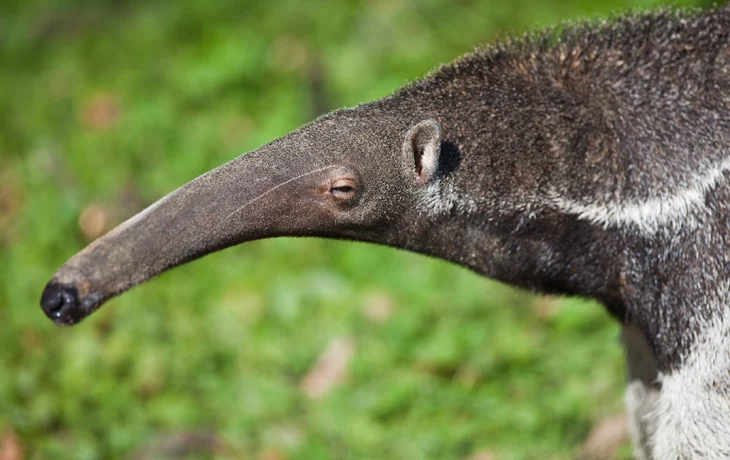 «С другой планеты»: в Московском зоопарке рассказали об особенностях муравьедов «С другой планеты»: в Московском зоопарке рассказали об особенностях муравьедов