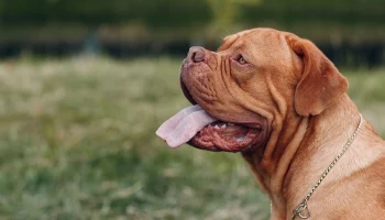 Столичные ветеринары спасли бордоского дога, который съел нижнее белье хозяев