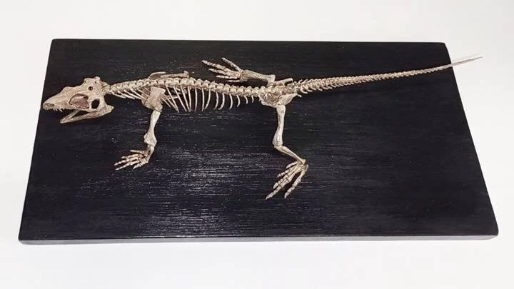 Почти 55 тысяч различных экспонатов пополнили московский музейный фонд за год