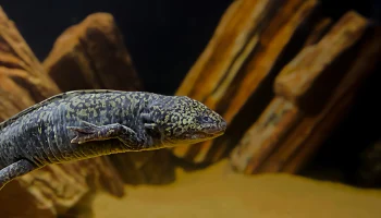 Аксолотль черно-золотого окраса поселился в &laquo;Москвариуме&raquo;