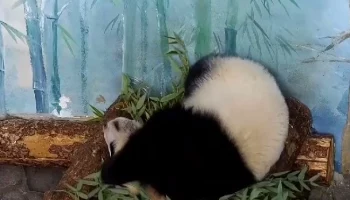 &laquo;Высшая степень&raquo;: Московский зоопарк показал, как Катюша лениво перебирает бамбук