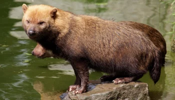 &laquo;Сезон открыт&raquo;: Московский зоопарк показал первое купание кустарниковых собак