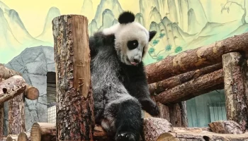 Гендиректор Московского зоопарка объяснила, почему шерсть панды Катюши розовеет