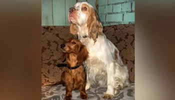 В Пскове уволена чиновница после инцидента с брошенными на трассе собаками В Пскове уволена чиновница после инцидента с брошенными на трассе собаками