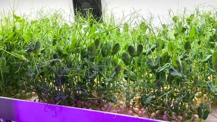 В Москве создают и развивают новаторские проекты в области сельского хозяйства В Москве создают и развивают новаторские проекты в области сельского хозяйства