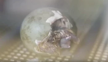 &laquo;Рождение &mdash; это чудо&raquo;: Московский зоопарк показал кадры вылупления птенца дрофы