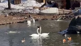 &laquo;Всегда прекрасны&raquo;: Московский зоопарк показал весенние танцы лебедей