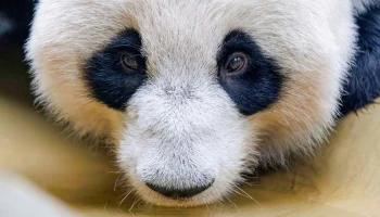 Собянин: Вольерный комплекс для панды Катюши откроется в этом году Собянин: Вольерный комплекс для панды Катюши откроется в этом году