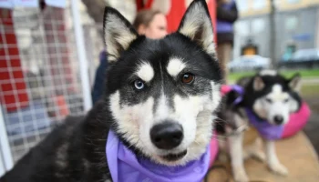 Одиннадцать хвостиков обрели дом: как прошел первый день спецпроекта &laquo;Моспитомец х Четвероногий друг