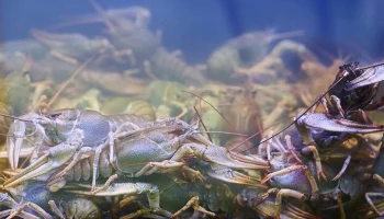 Сезон волжских раков стартовал на рыбных рынках "Москва – на волне"