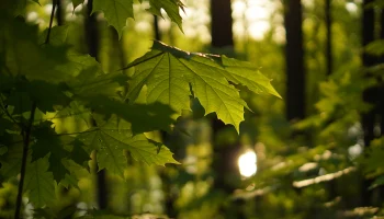 Клен-оккупант и другие захватчики: какие растения не стоит сажать на дачном участке