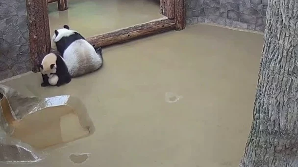 «Поиграем в футбол»: Московский зоопарк показал спортивный азарт панды Катюши «Поиграем в футбол»: Московский зоопарк показал спортивный азарт панды Катюши