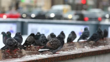 &laquo;Желтый&raquo; уровень опасности из-за гололедицы продлили в Московском регионе