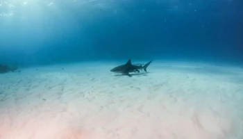 Турист погиб в результате нападения акулы в египетском Марса-Аламе