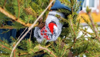 Москвичи получат городские баллы за участие в акции &laquo;Елочный круговорот&raquo;