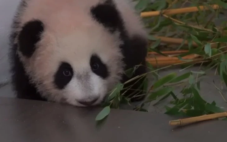 Панда катюша новое видео