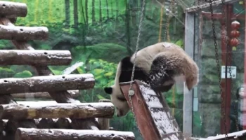 «Поклонница зимы»: панда Катюша из Московского зоопарка обрадовалась выпавшему снегу «Поклонница зимы»: панда Катюша из Московского зоопарка обрадовалась выпавшему снегу