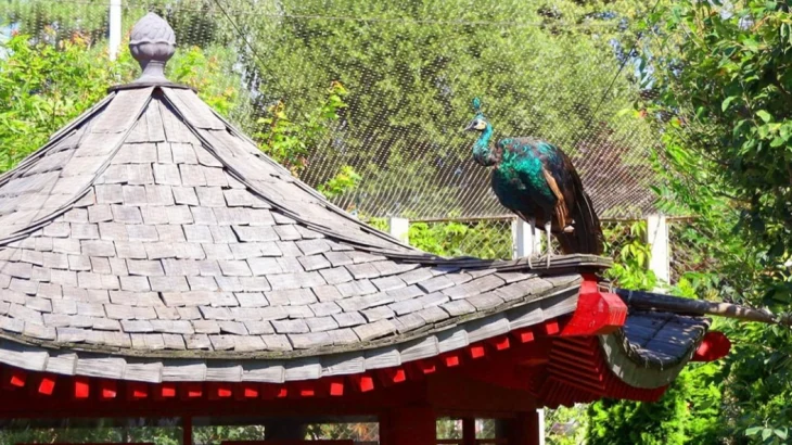 За пернатыми обитателями Московского зоопарка теперь можно наблюдать онлайн За пернатыми обитателями Московского зоопарка теперь можно наблюдать онлайн