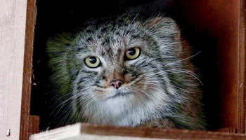 &laquo;Видит тебя&raquo;: Московский зоопарк показал, как манул Тимофей следит за киперами