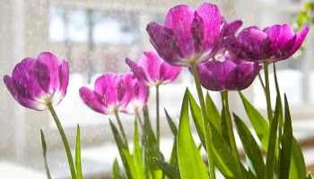 &laquo;Мосбилет&raquo; приглашает на весенние экскурсии и мастер-классы