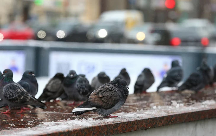 «Желтый» уровень опасности из-за гололедицы продлили в Москве до утра 6 марта «Желтый» уровень опасности из-за гололедицы продлили в Москве до утра 6 марта