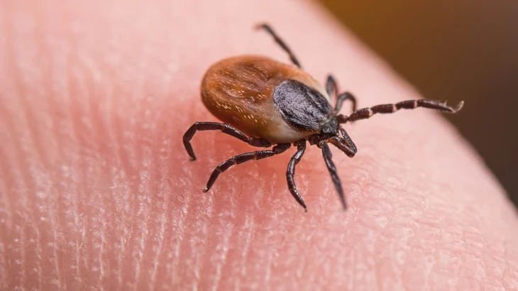 Минприроды предупредило о начале сезона активности клещей в Подмосковье Минприроды предупредило о начале сезона активности клещей в Подмосковье