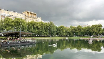 Потомство появилось у лебедей на Патриарших прудах второй год подряд