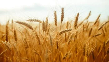 Россия начала окрашивать пшеницу для экспорта