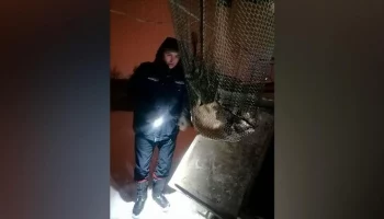 Подмосковные спасатели вытащили упавшую в колодец кошку